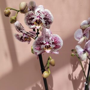 Orchidée Irisé blanc et bordeaux.