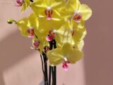 Orchidée jaune.