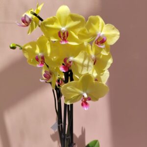 Orchidée jaune.