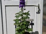 Delphinium