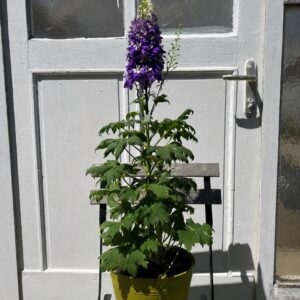 Delphinium
