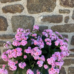 Kalanchoé rose.