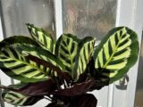 Calathea.