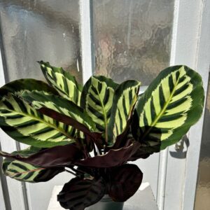 Calathea.
