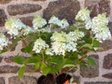 Hortensia.