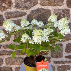 Hortensia.