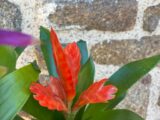 Bromelia orange.