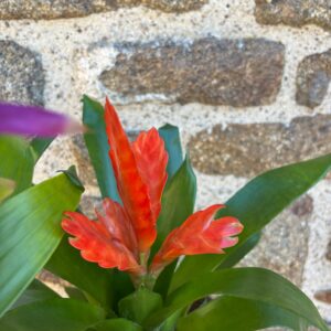 Bromelia orange.