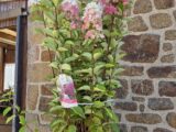 Hortensia « paniculata « 