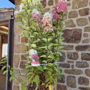 Hortensia "paniculata "
