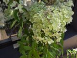 Hydrangea Paniculata &lsquo;Métalica »