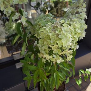 Hydrangea Paniculata 'Métalica"