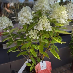 Hortensia.
