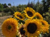 Botte de tournesol