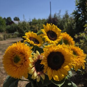 Botte de tournesol